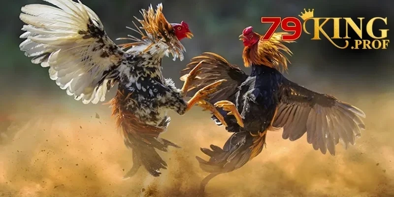 AOG Đá Gà – Hướng Dẫn Chơi Đá Gà Trực Tuyến tại 79king 4 AOG Đá Gà